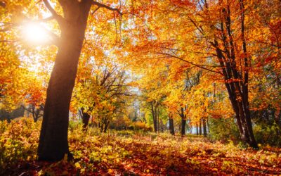 Het andere licht van de herfst